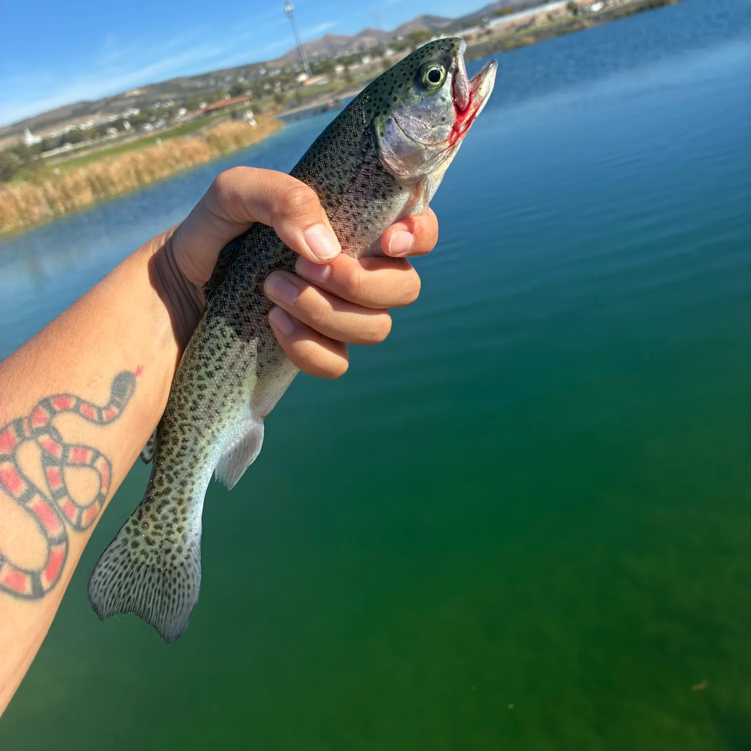 Rainbow trout caught on Fishbrain
