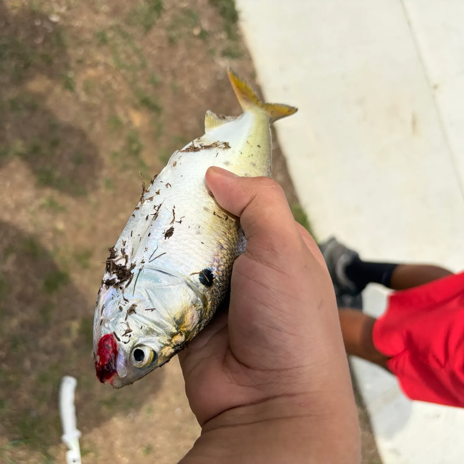 The most recent White shiner catches on Fishbrain