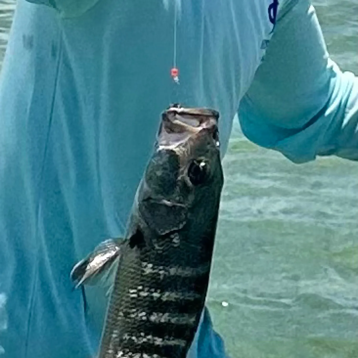 The most recent Cubera snapper catches on Fishbrain