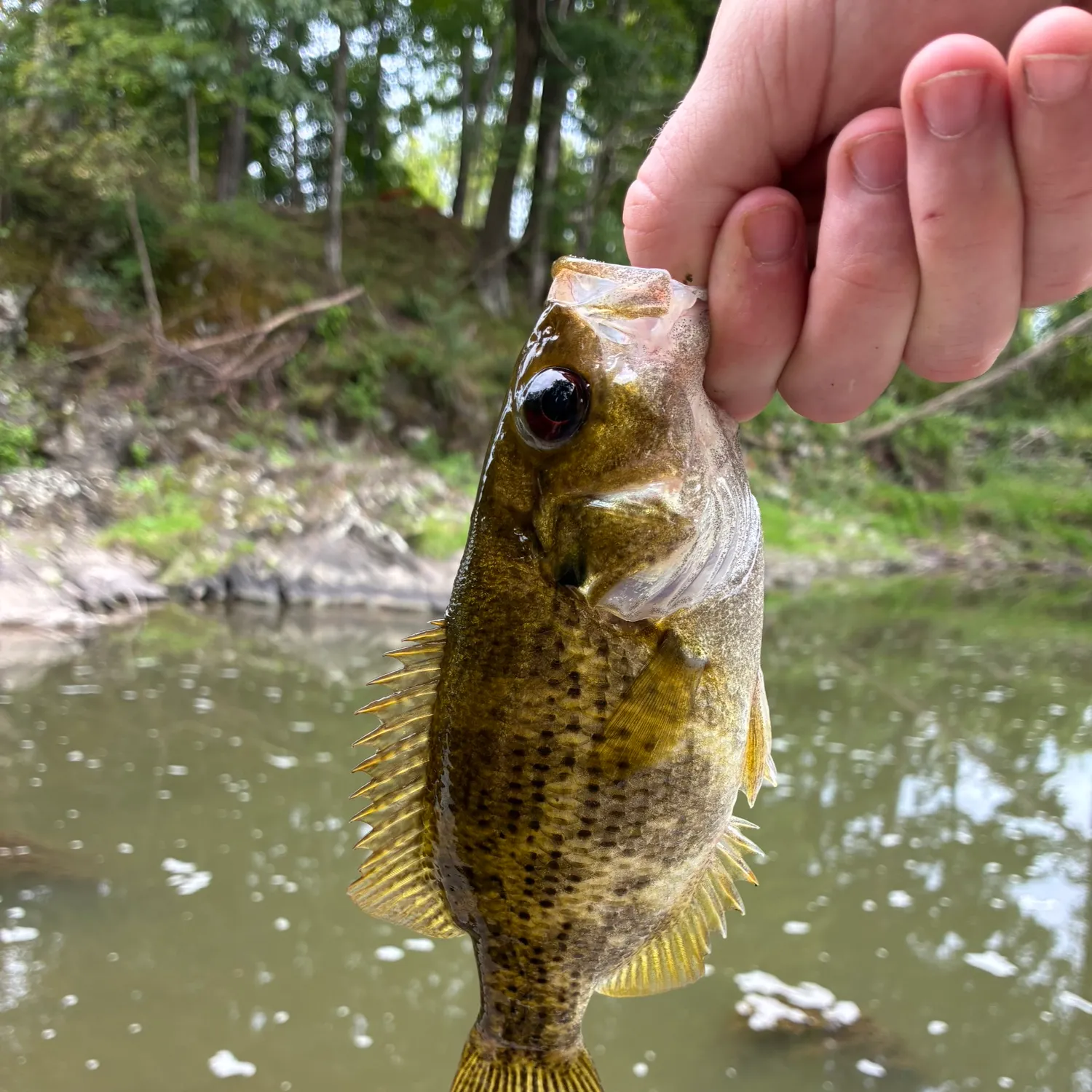 Rock bass caught on Fishbrain
