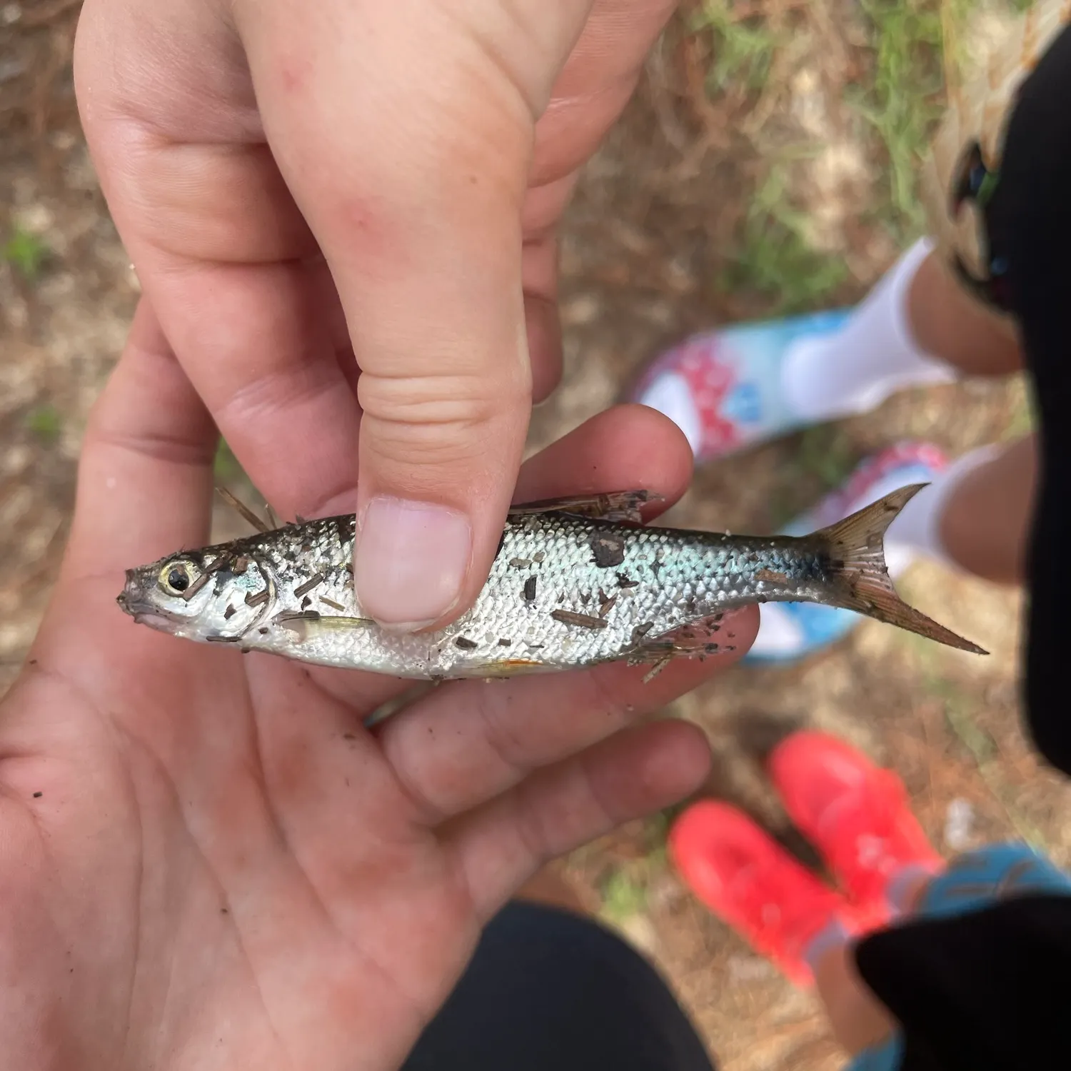 Golden shiner caught on Fishbrain