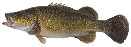 Clarence River cod
