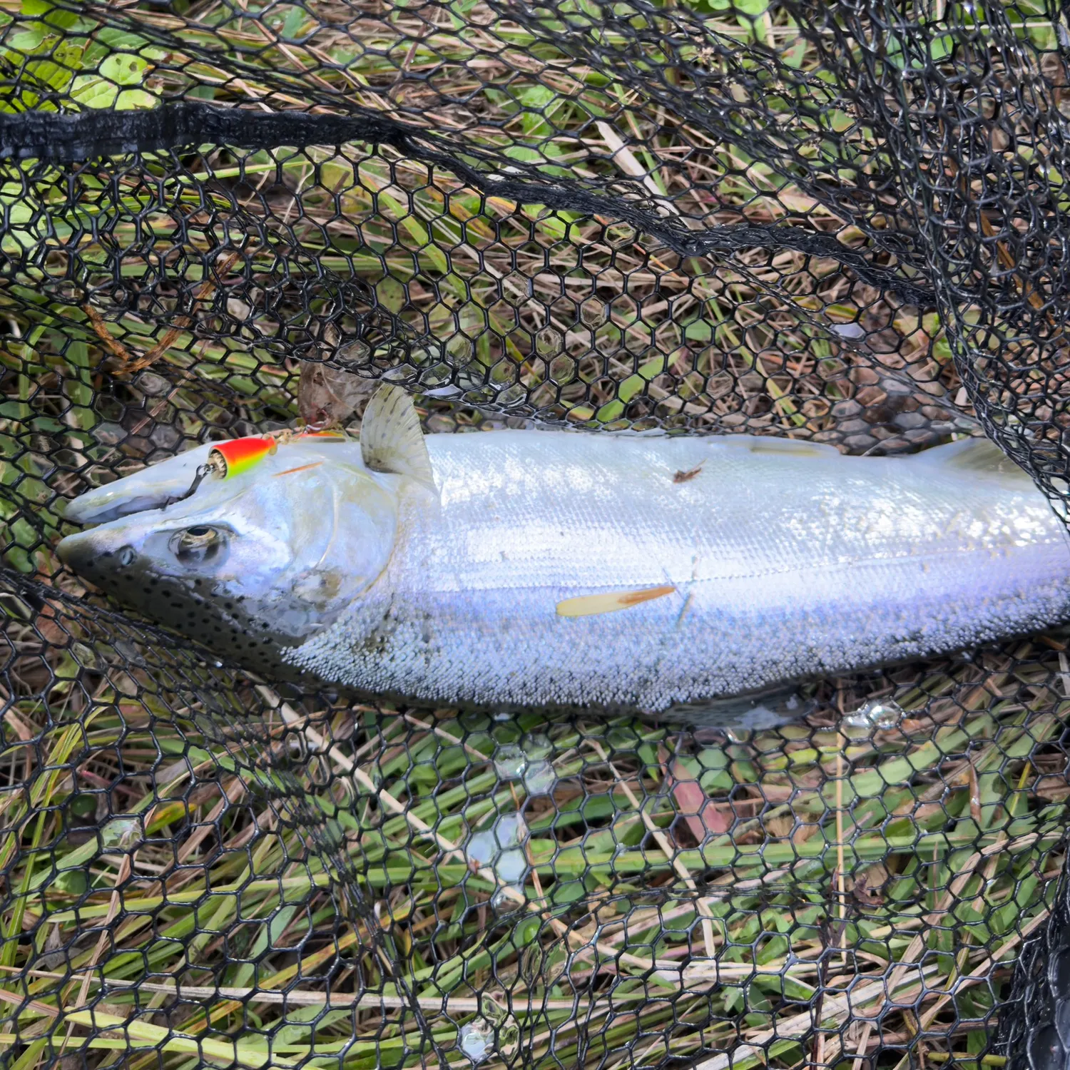 Coho salmon caught on Fishbrain