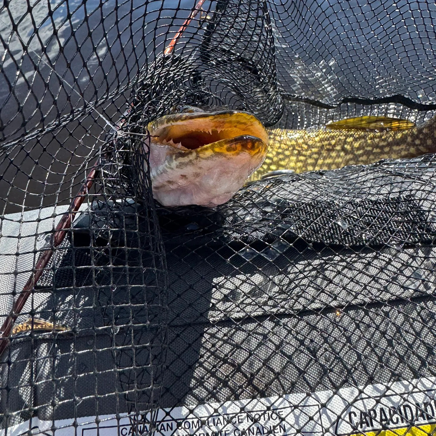 Northern pike caught on Fishbrain