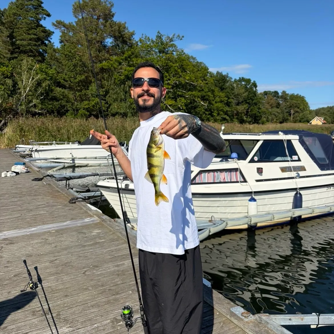 European perch caught on Fishbrain