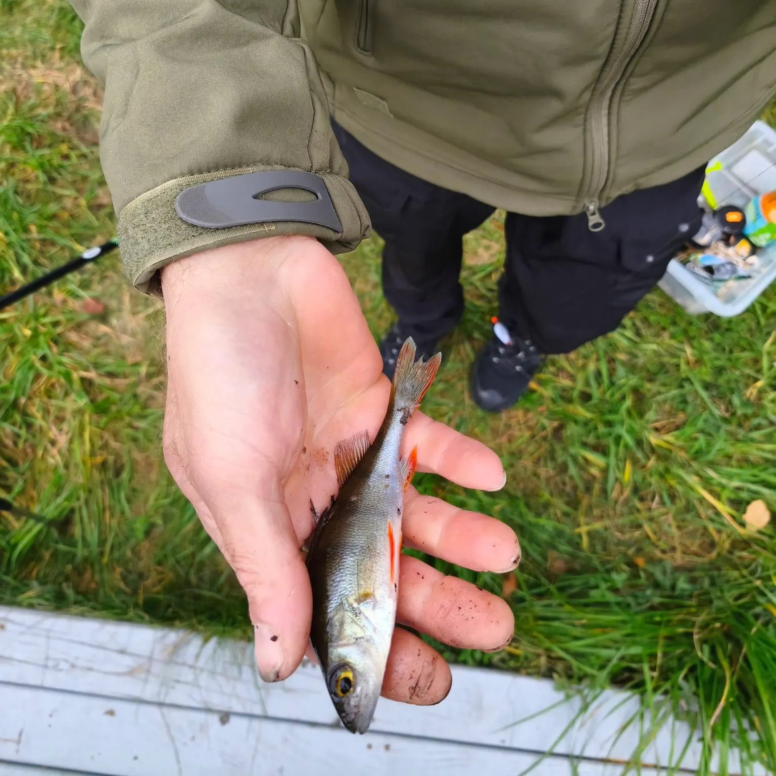 European perch caught on Fishbrain