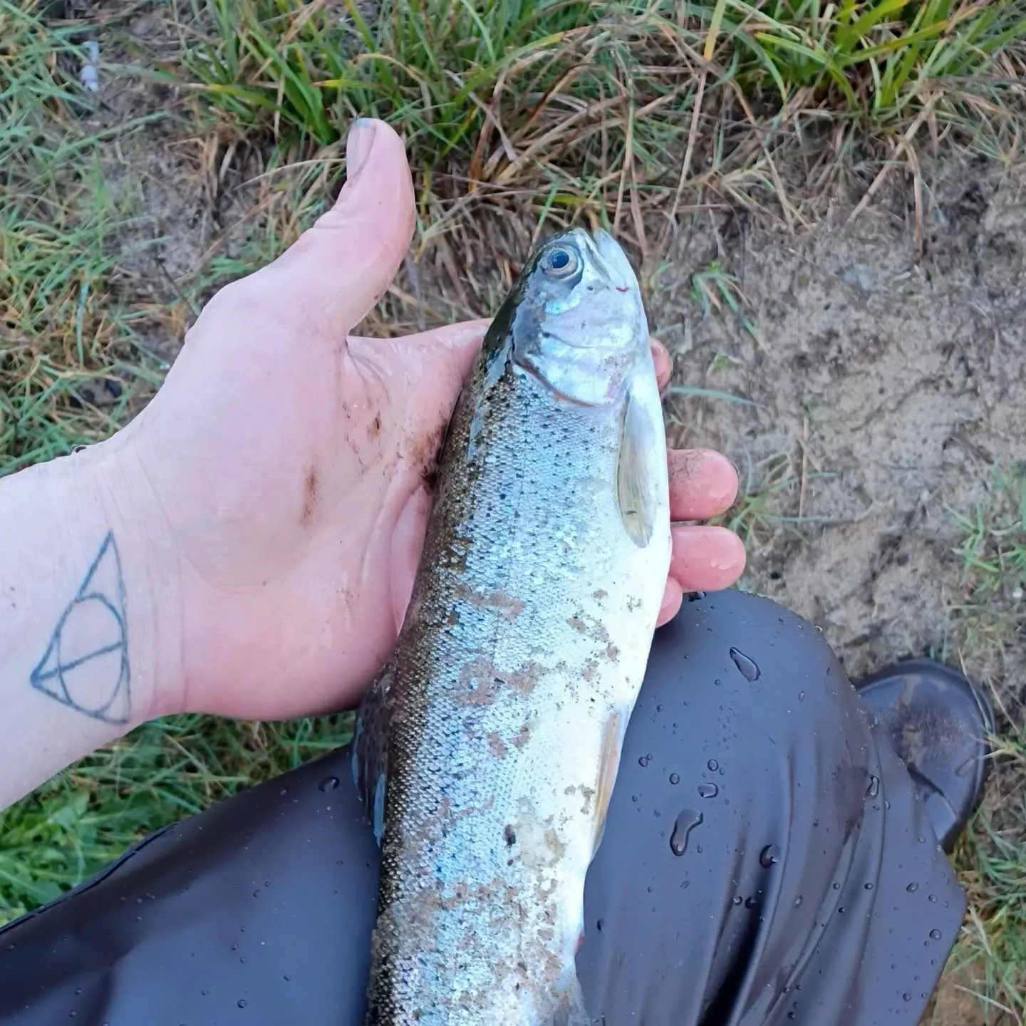 The most recent Coastal cutthroat trout catches on Fishbrain