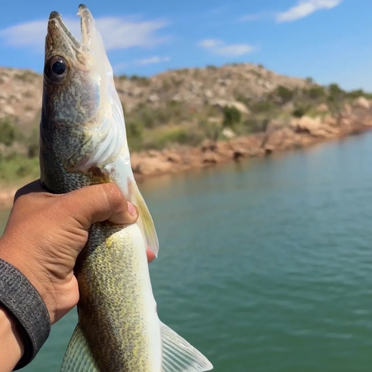 Walleye caught on Fishbrain