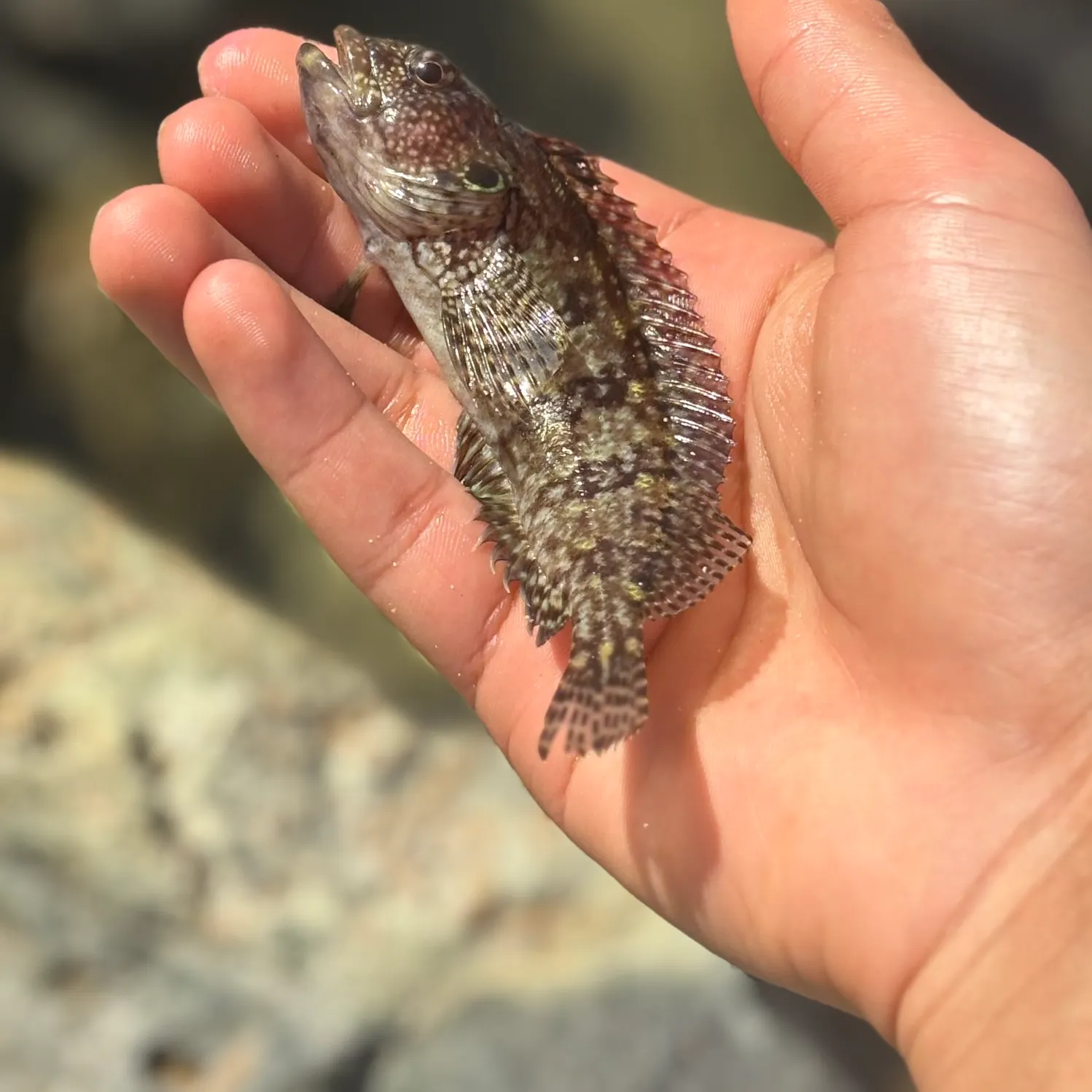 The most recent Hairy blenny catches on Fishbrain