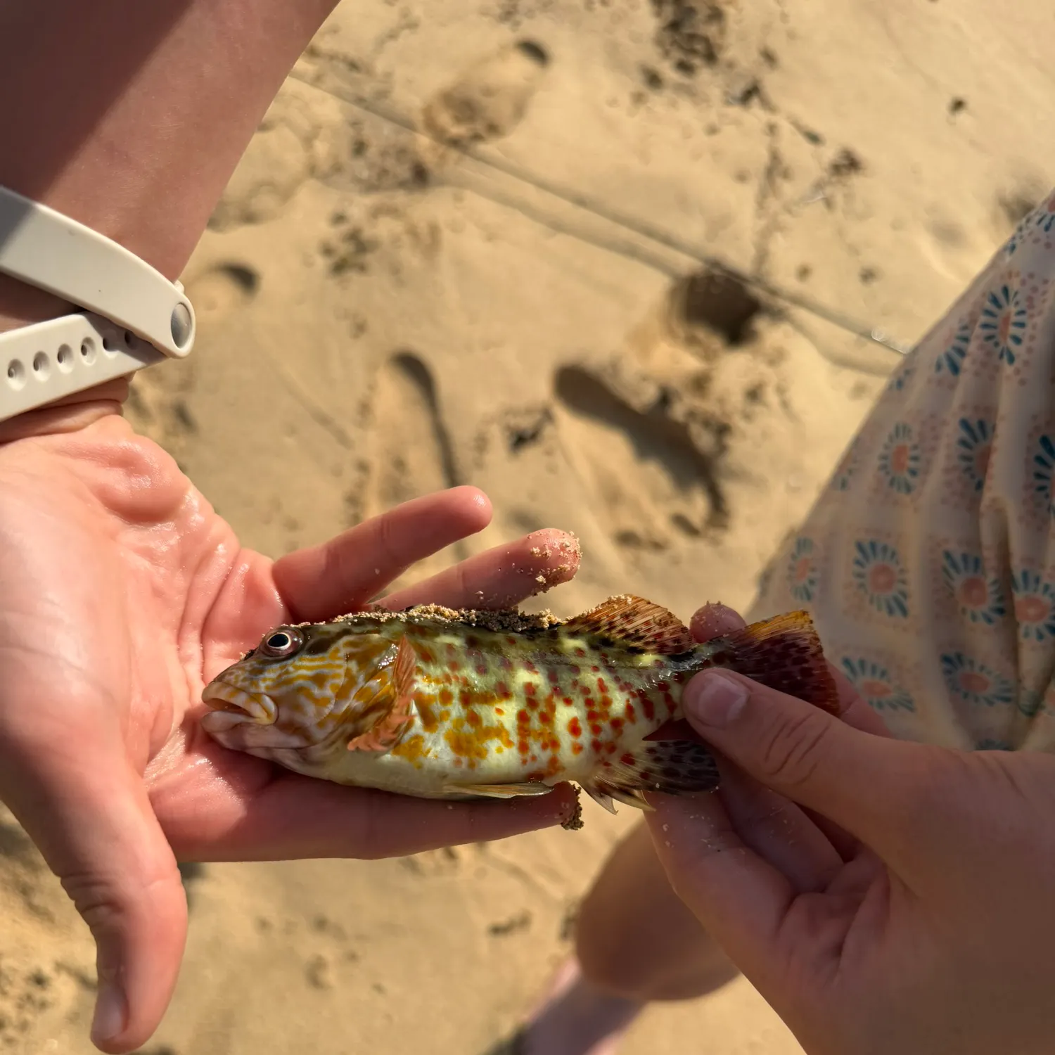The most recent Stocky hawkfish catches on Fishbrain