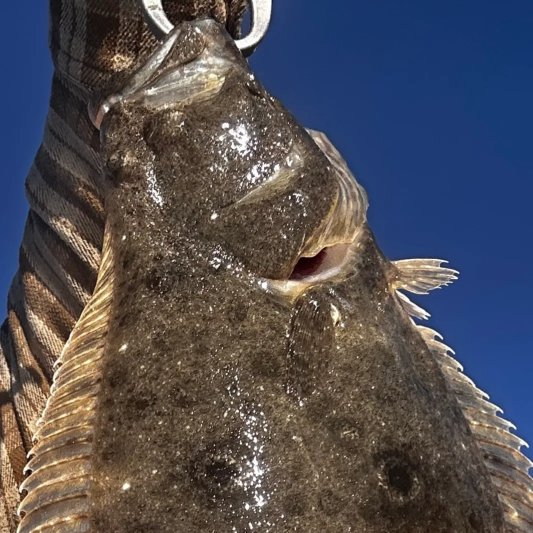 The most recent California halibut catches on Fishbrain