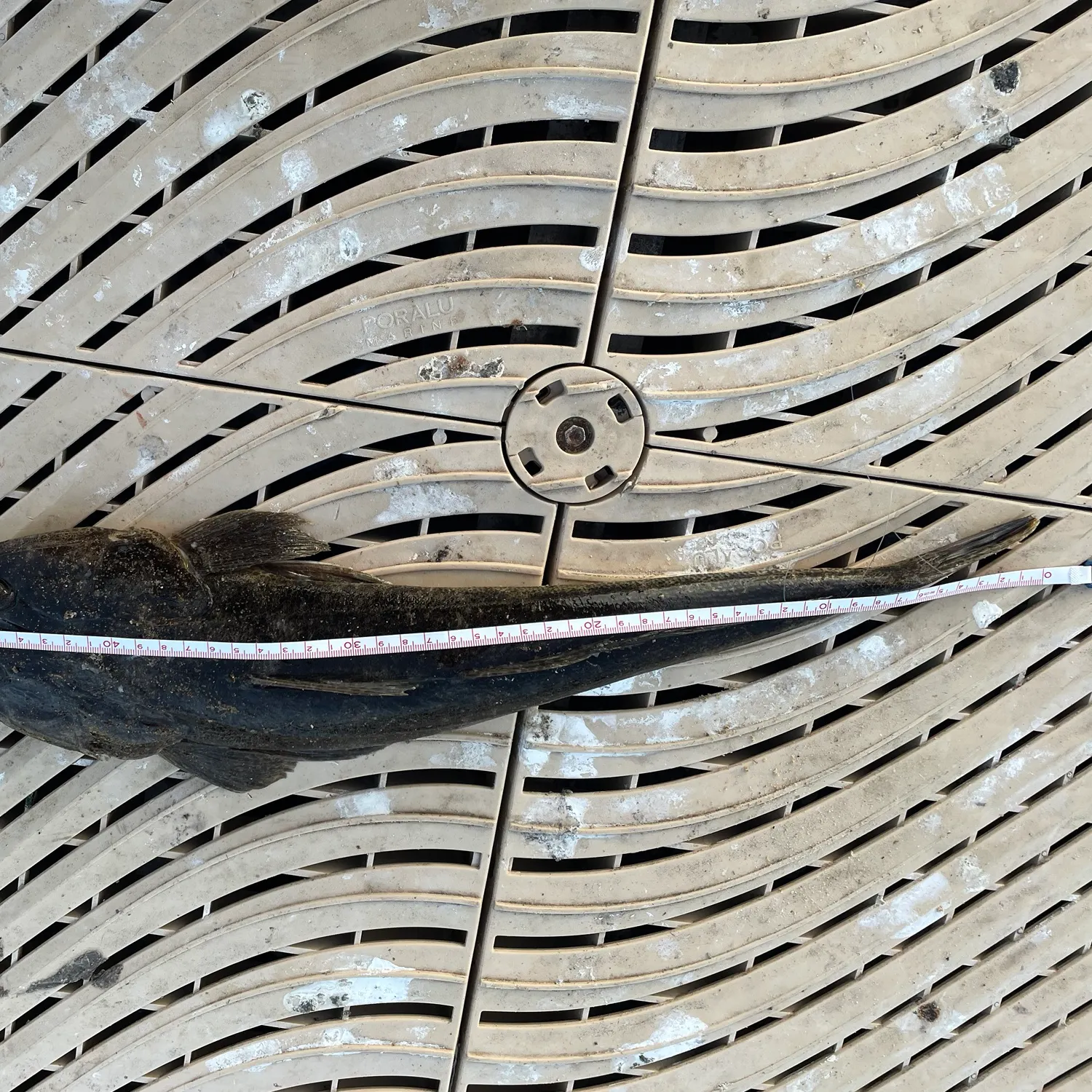 Dusky flathead caught on Fishbrain
