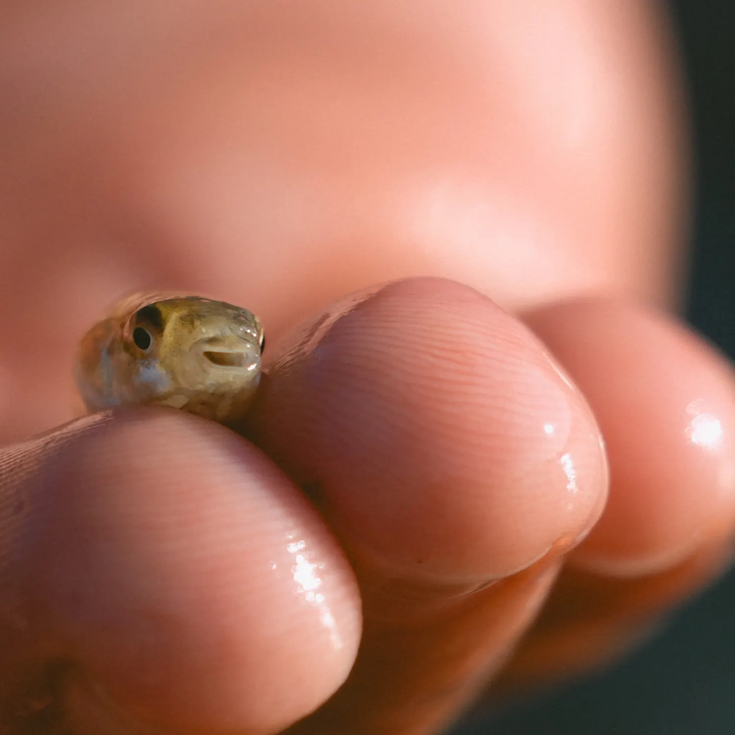 The most recent Guinean pufferfish catches on Fishbrain