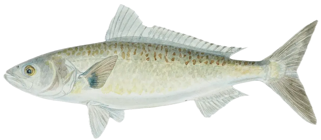 Eastern Australian salmon