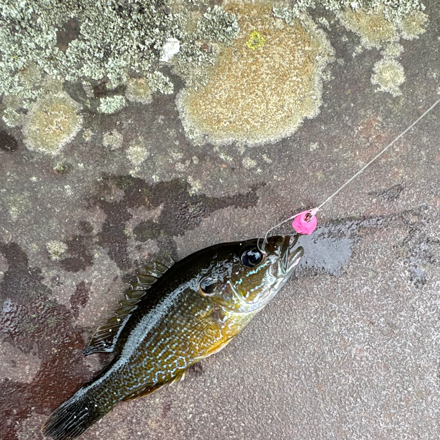recently logged catches
