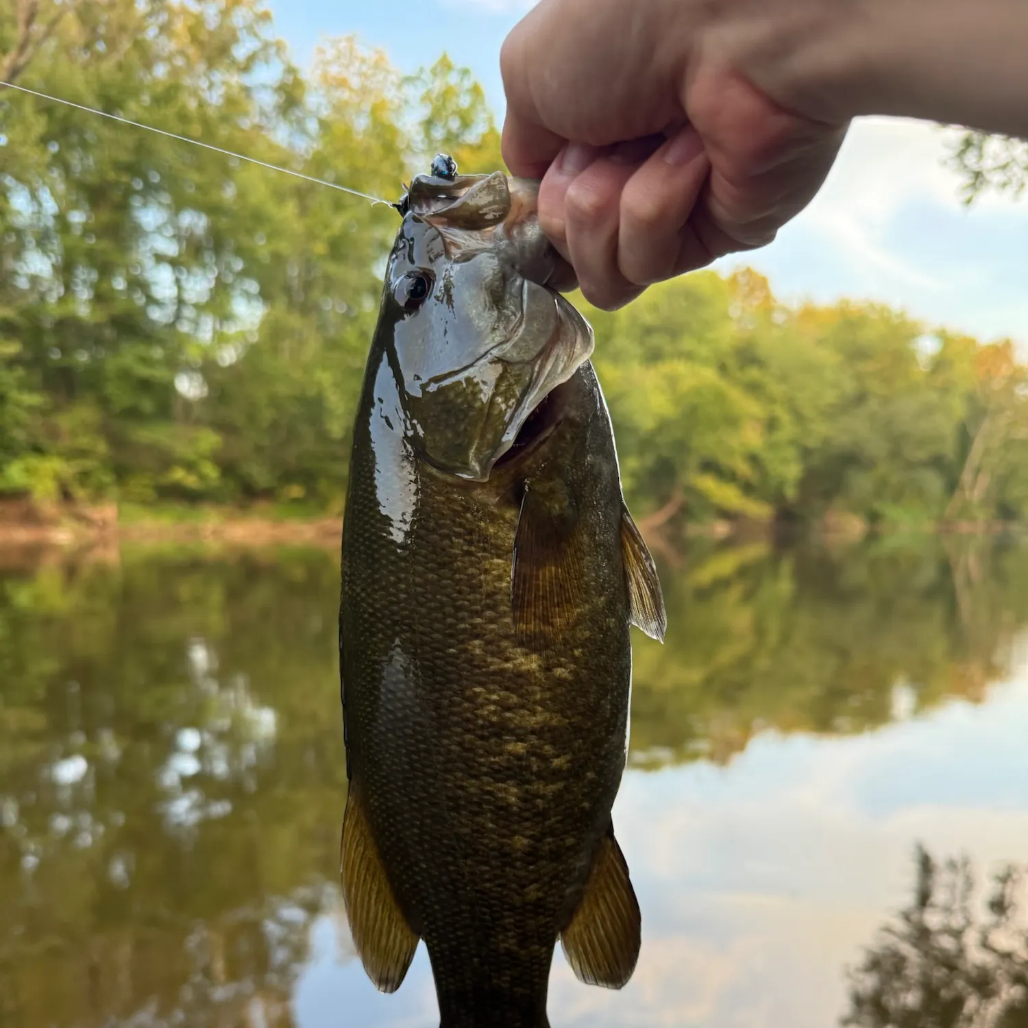 Smallmouth bass caught on Fishbrain