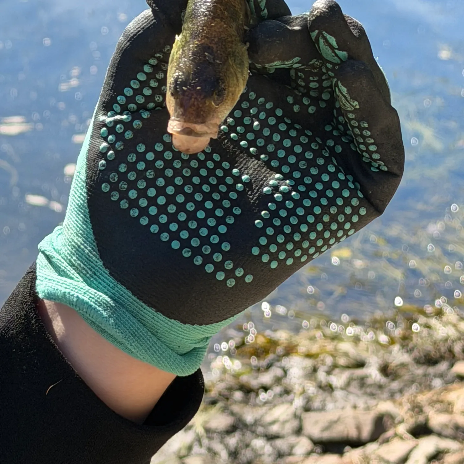 Yellow perch caught on Fishbrain