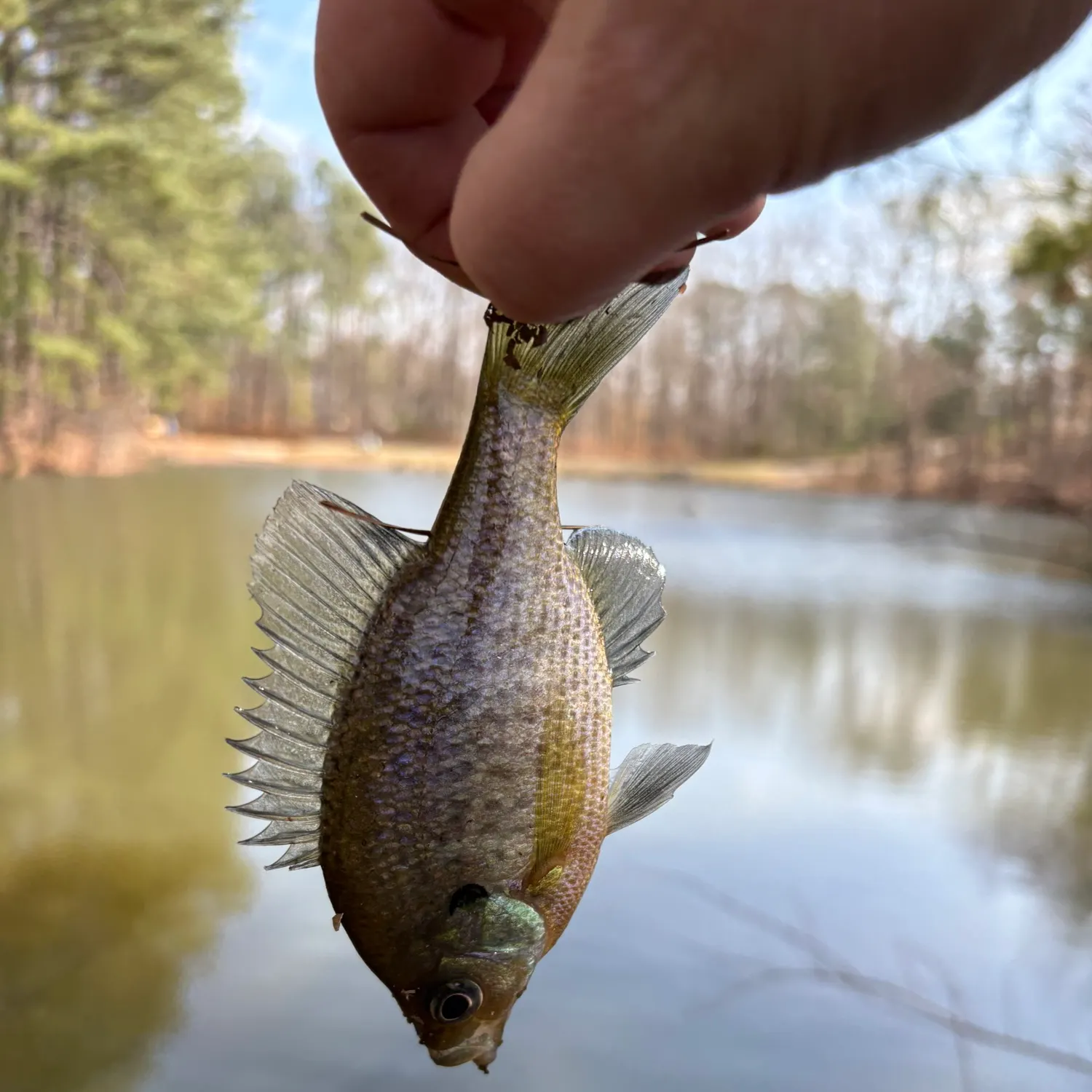 The most recent Bluegill x longear sunfish catches on Fishbrain