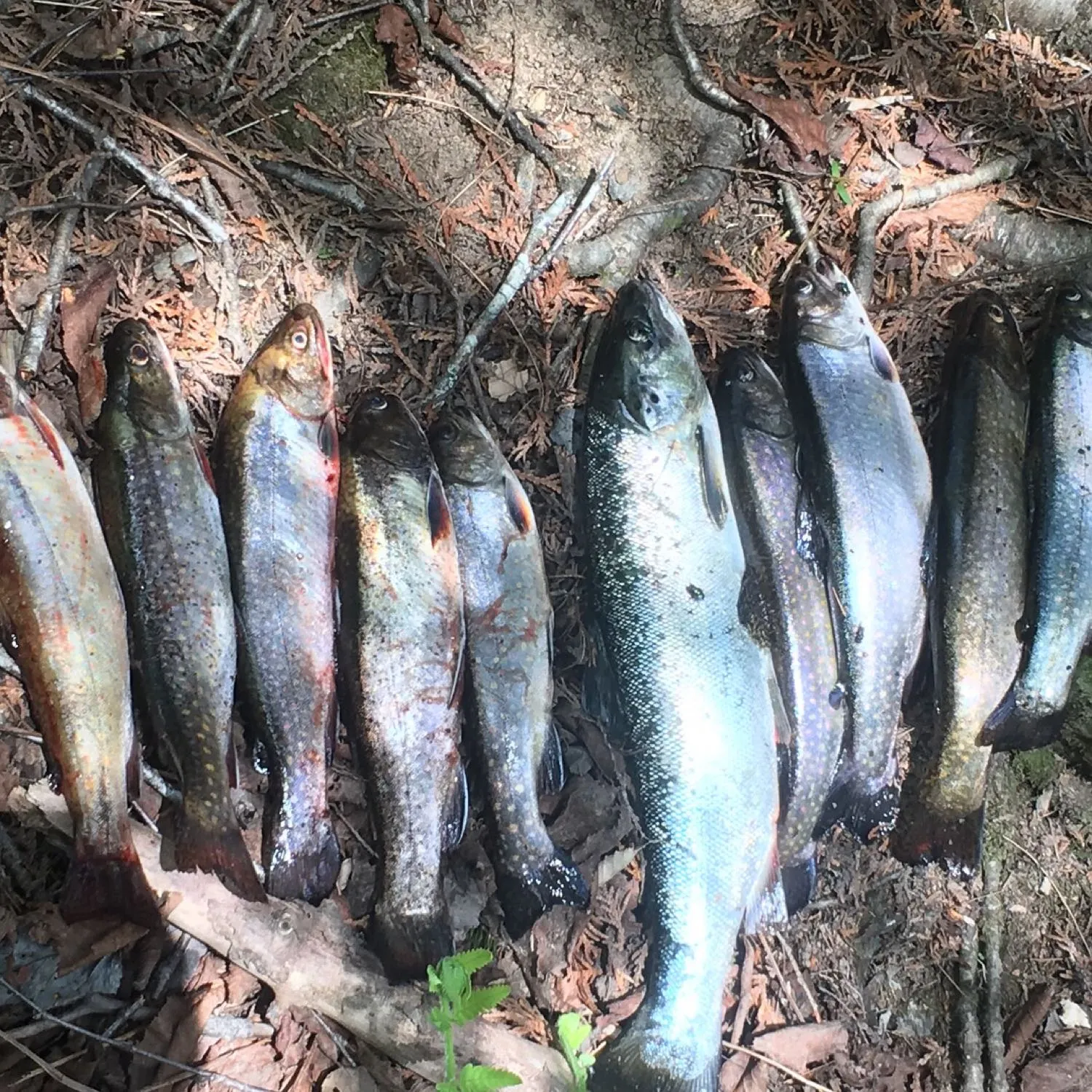 recently logged catches