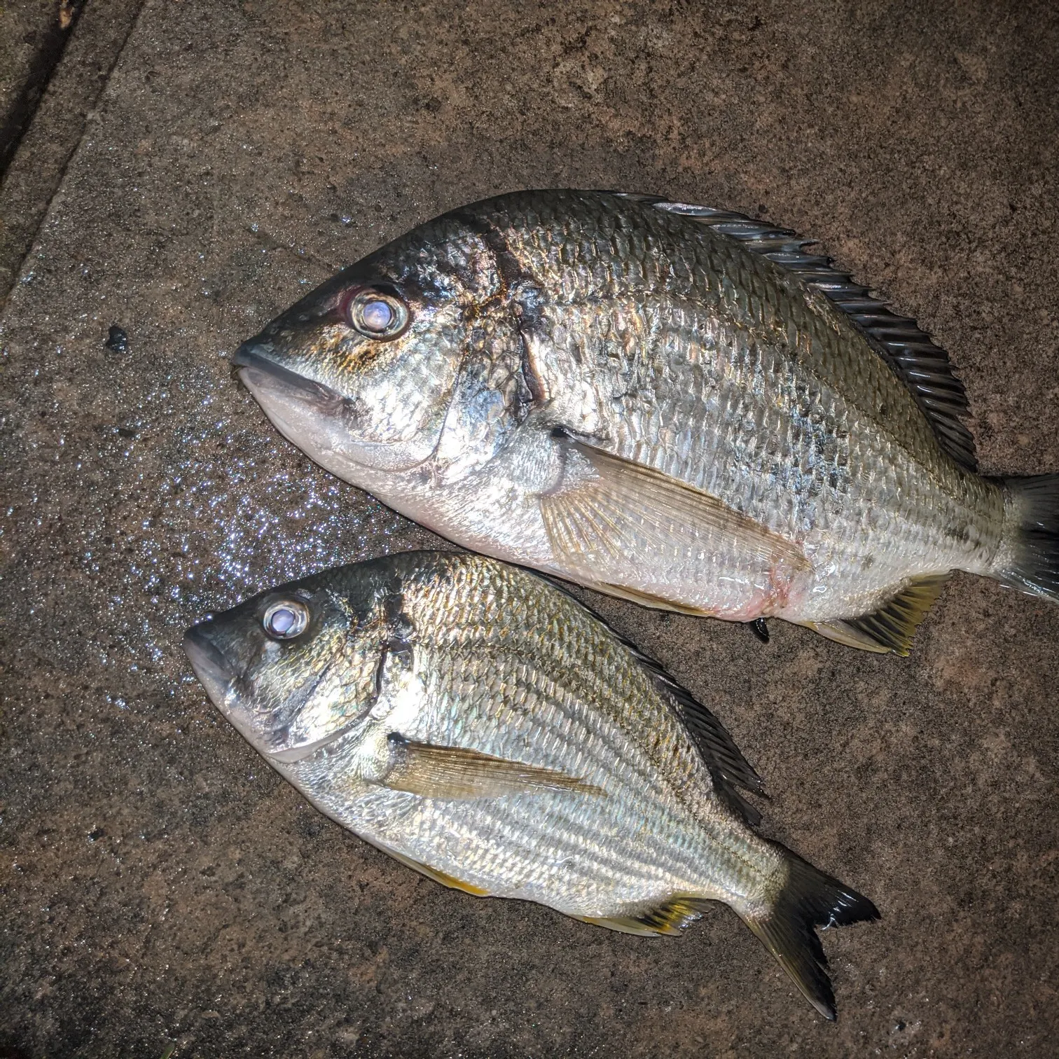 recently logged catches