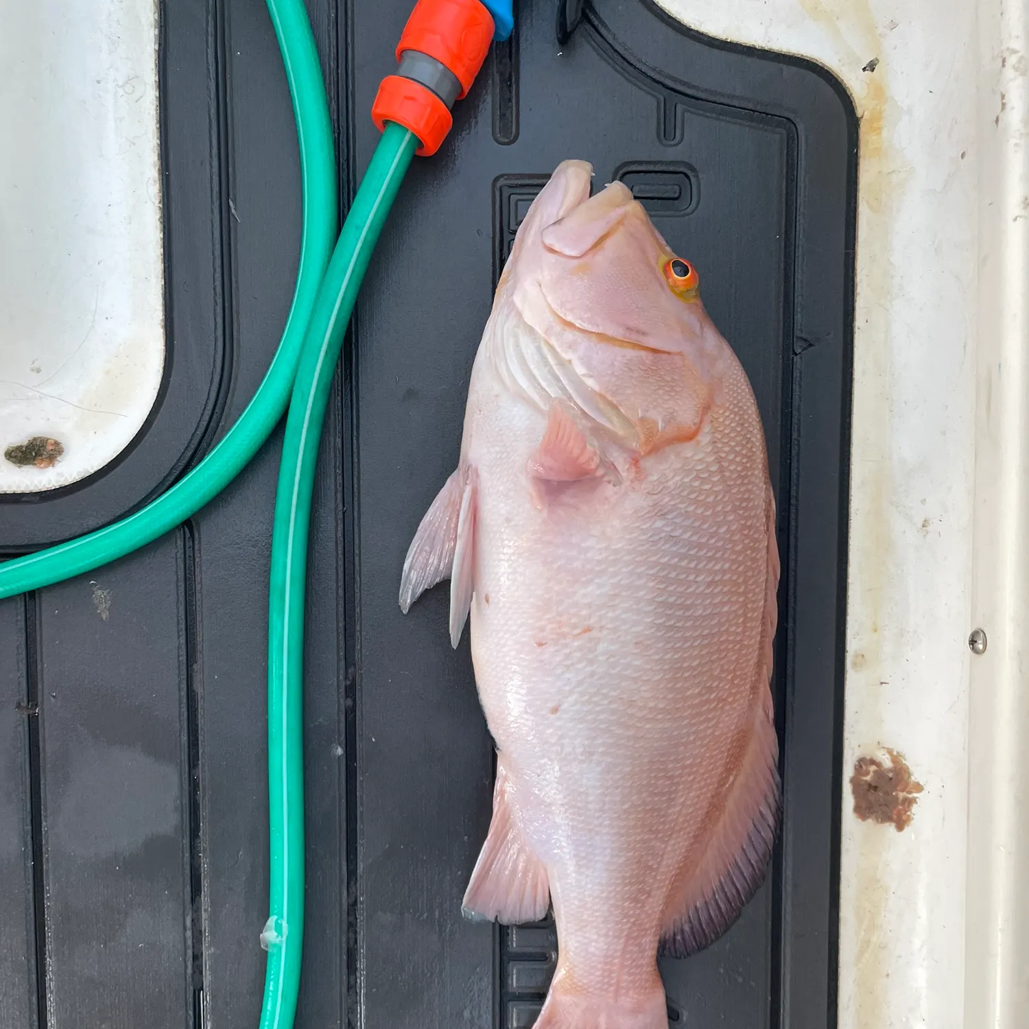 The most recent Breaksea cod catches on Fishbrain