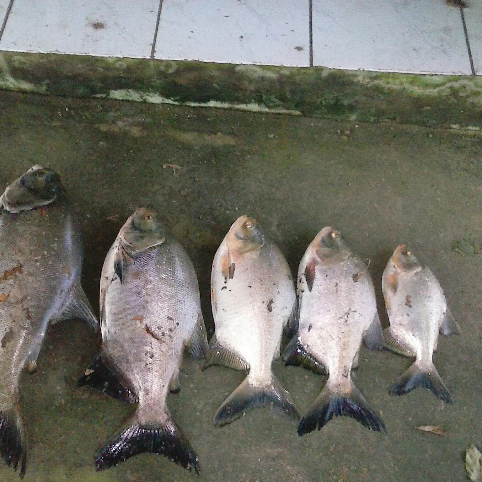 recently logged catches