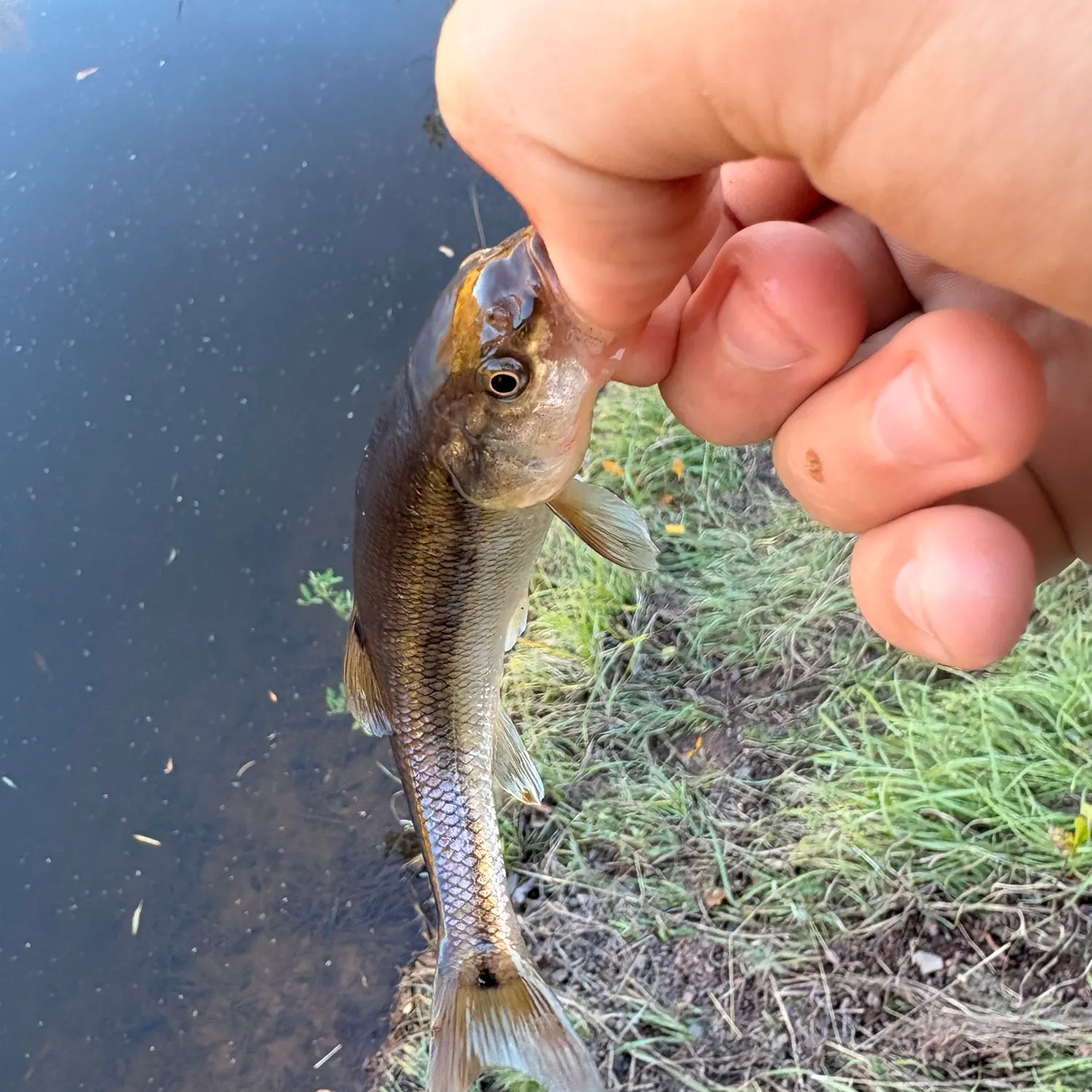 Creek chub caught on Fishbrain