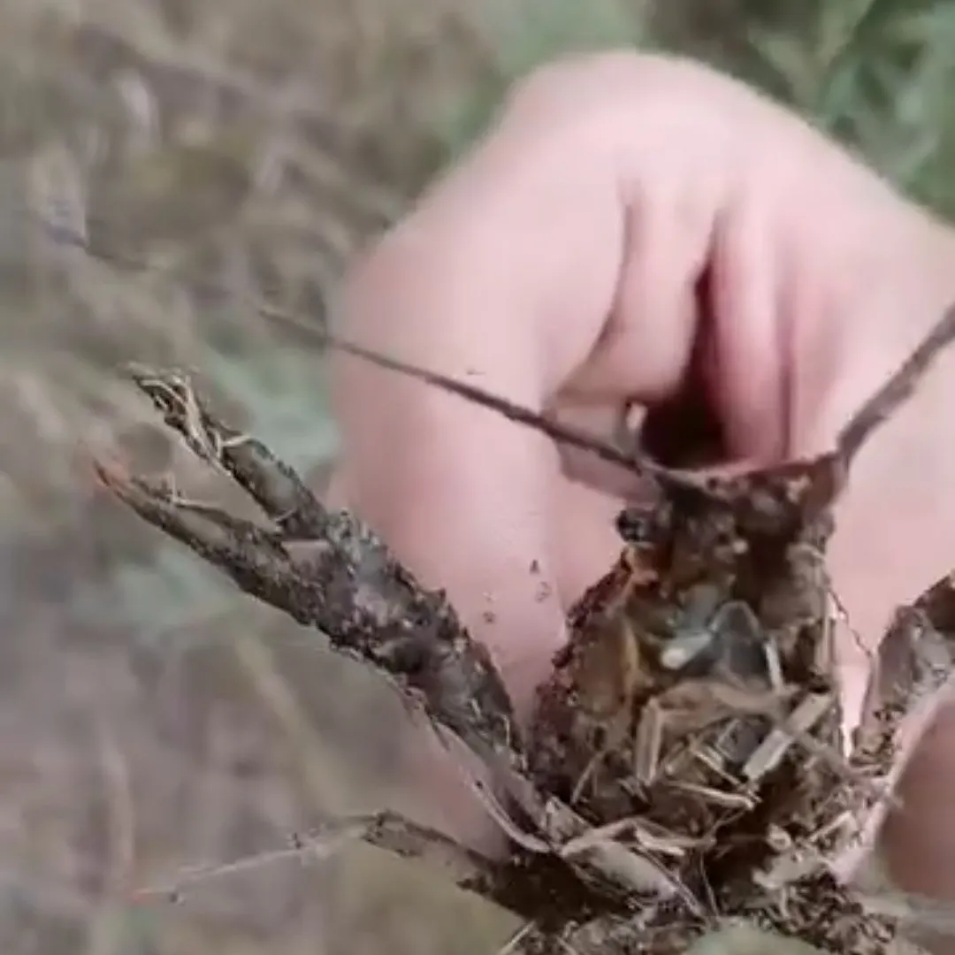 The most recent Red swamp crayfish catches on Fishbrain