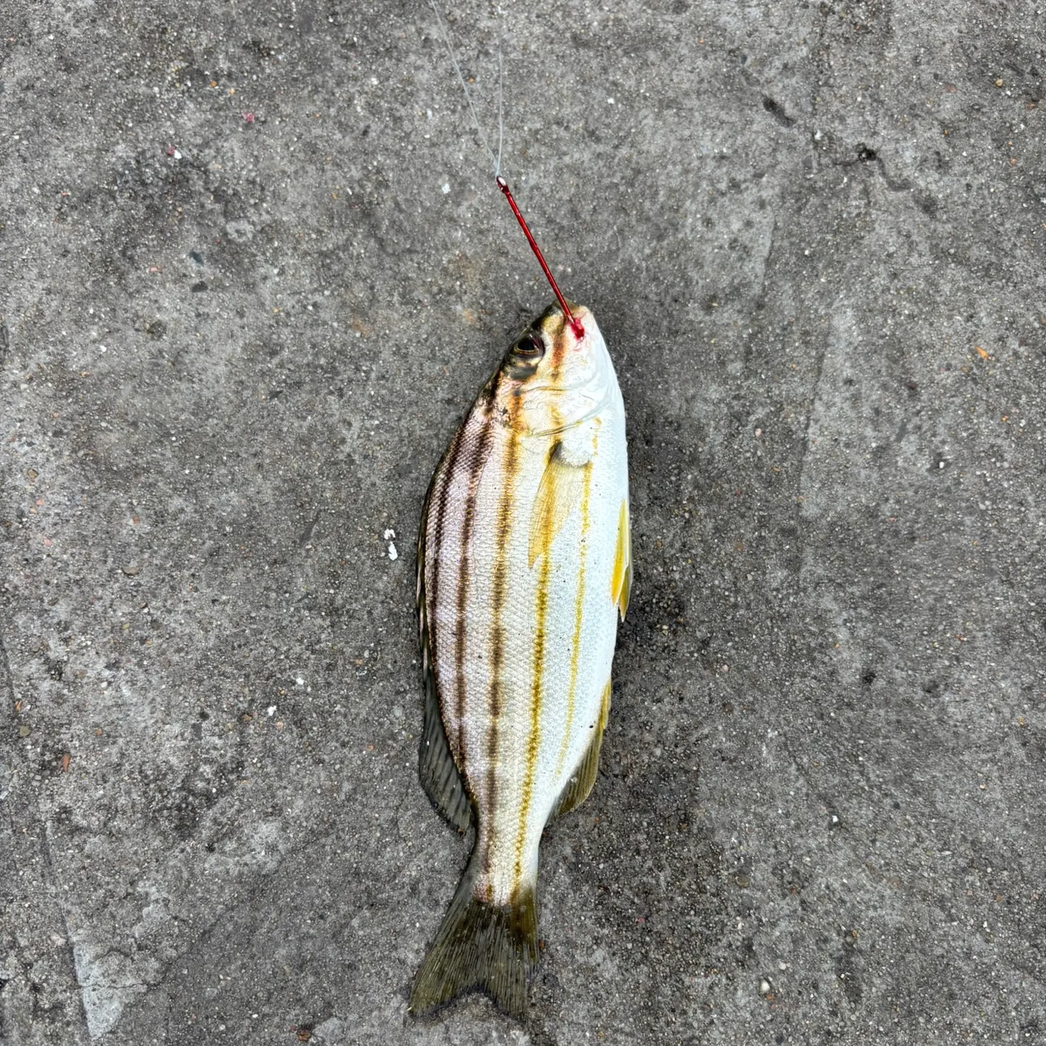The most recent Striped trumpeter catches on Fishbrain