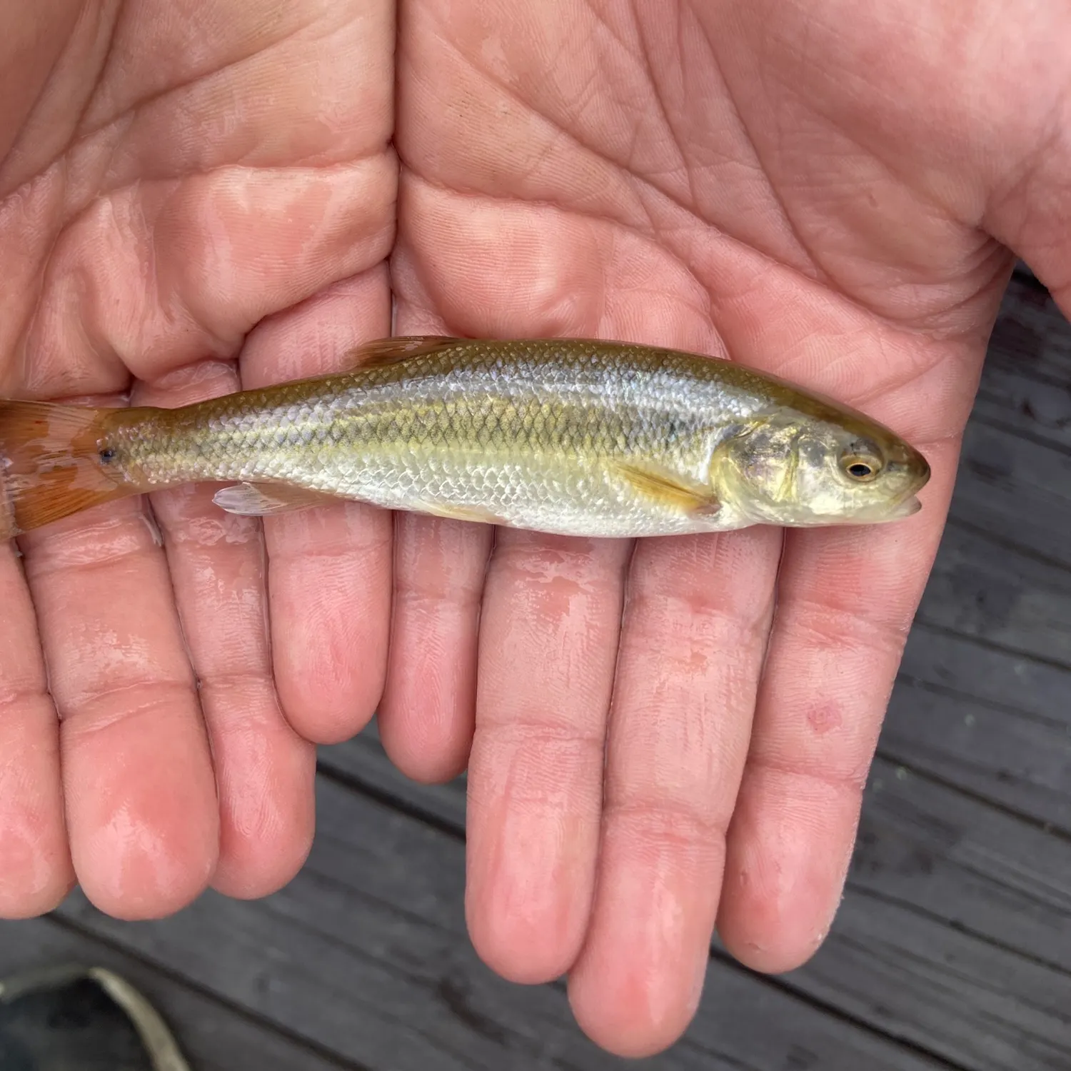 Creek chub caught on Fishbrain