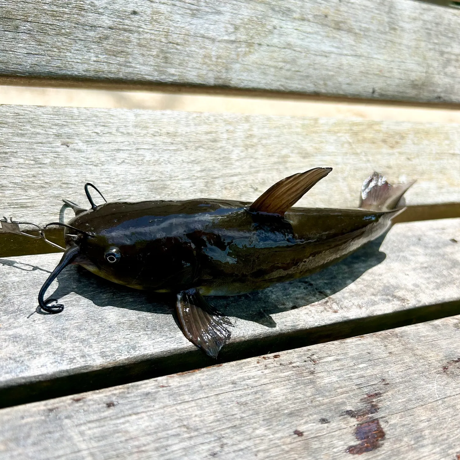 The most recent Black bullhead catches on Fishbrain