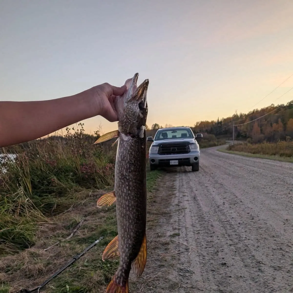Northern pike caught on Fishbrain
