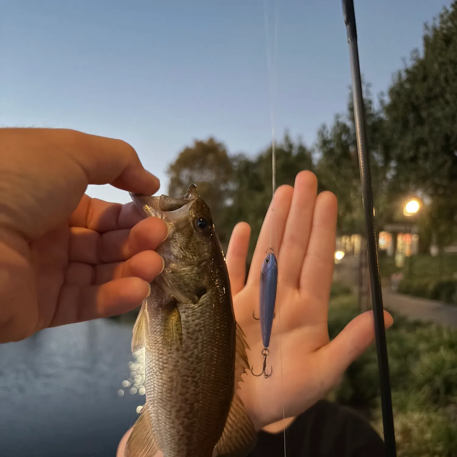 Largemouth bass caught on Fishbrain