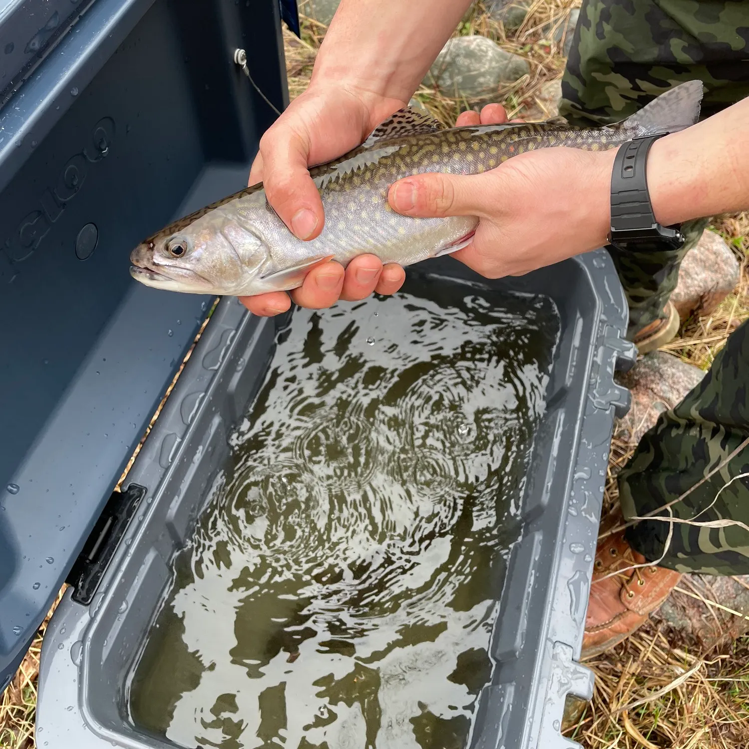 recently logged catches