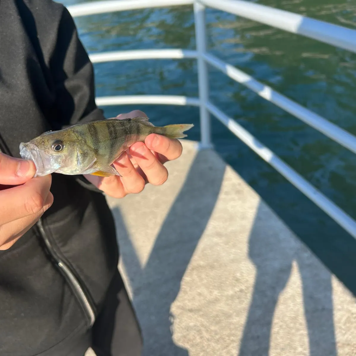 European perch caught on Fishbrain