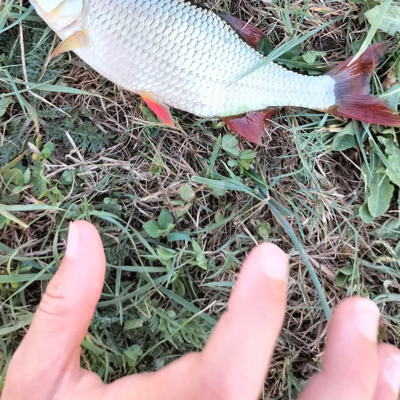 Common roach caught on Fishbrain