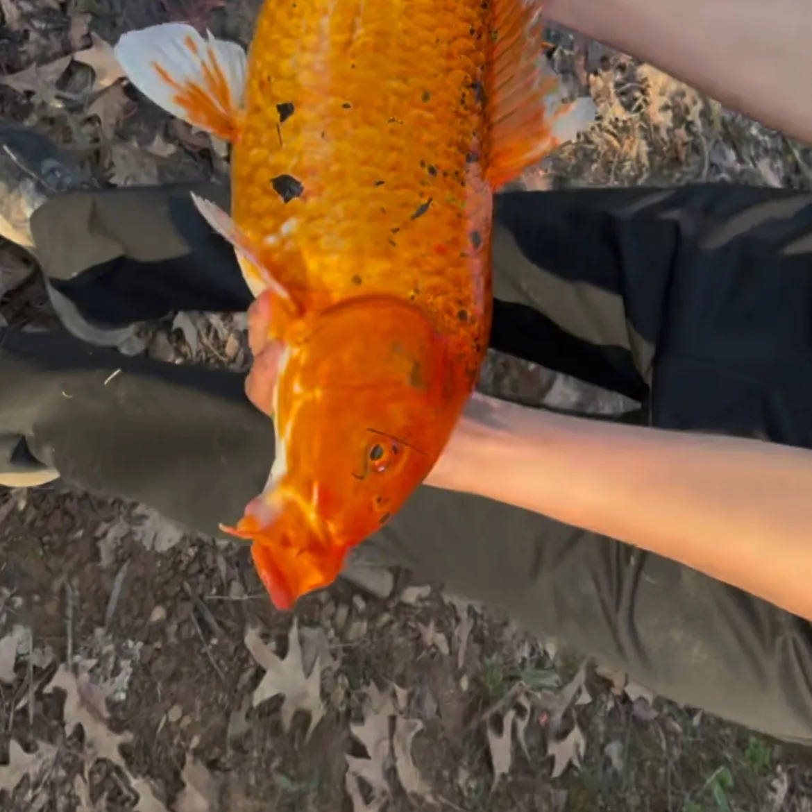 The most recent Koi carp catches on Fishbrain