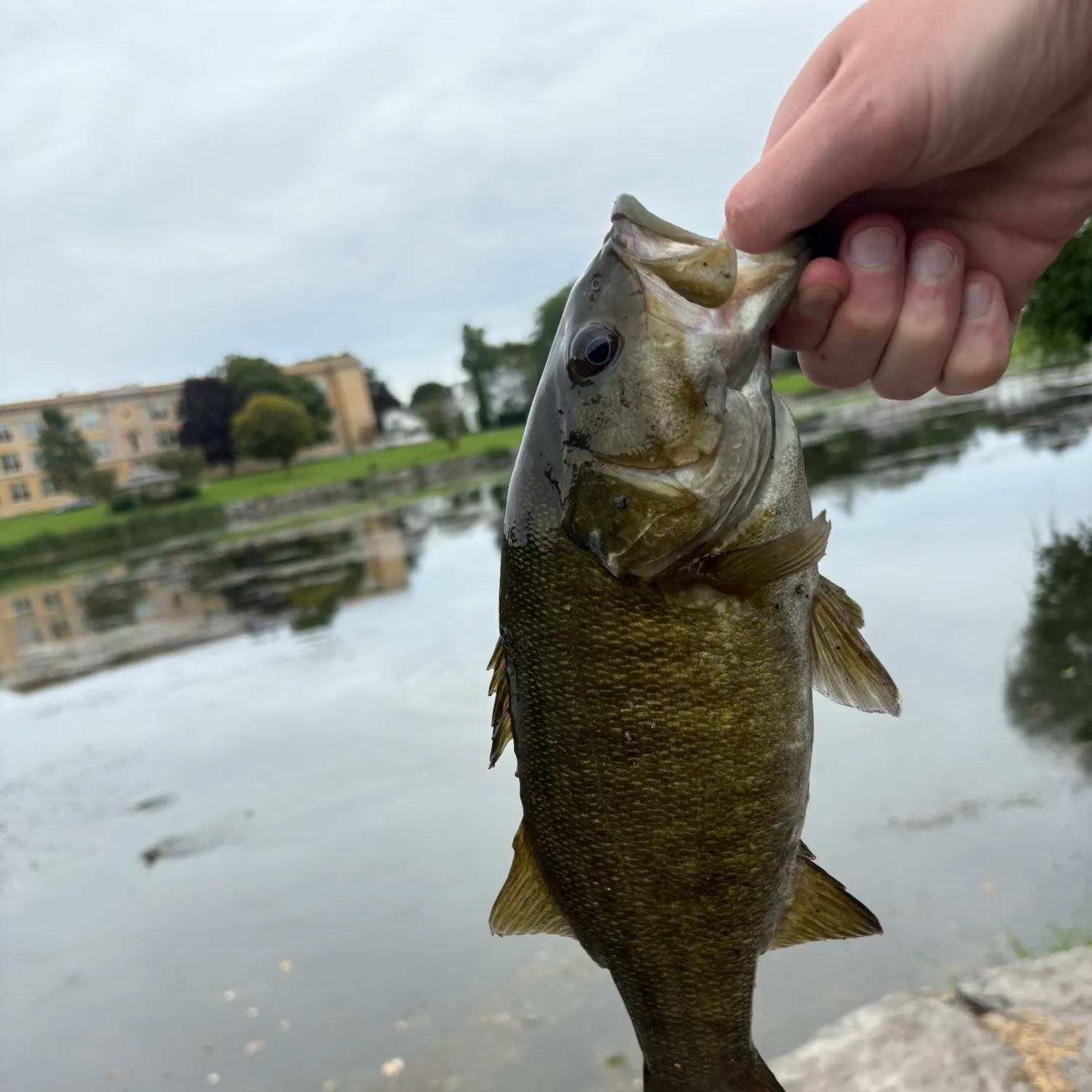 Smallmouth bass caught on Fishbrain