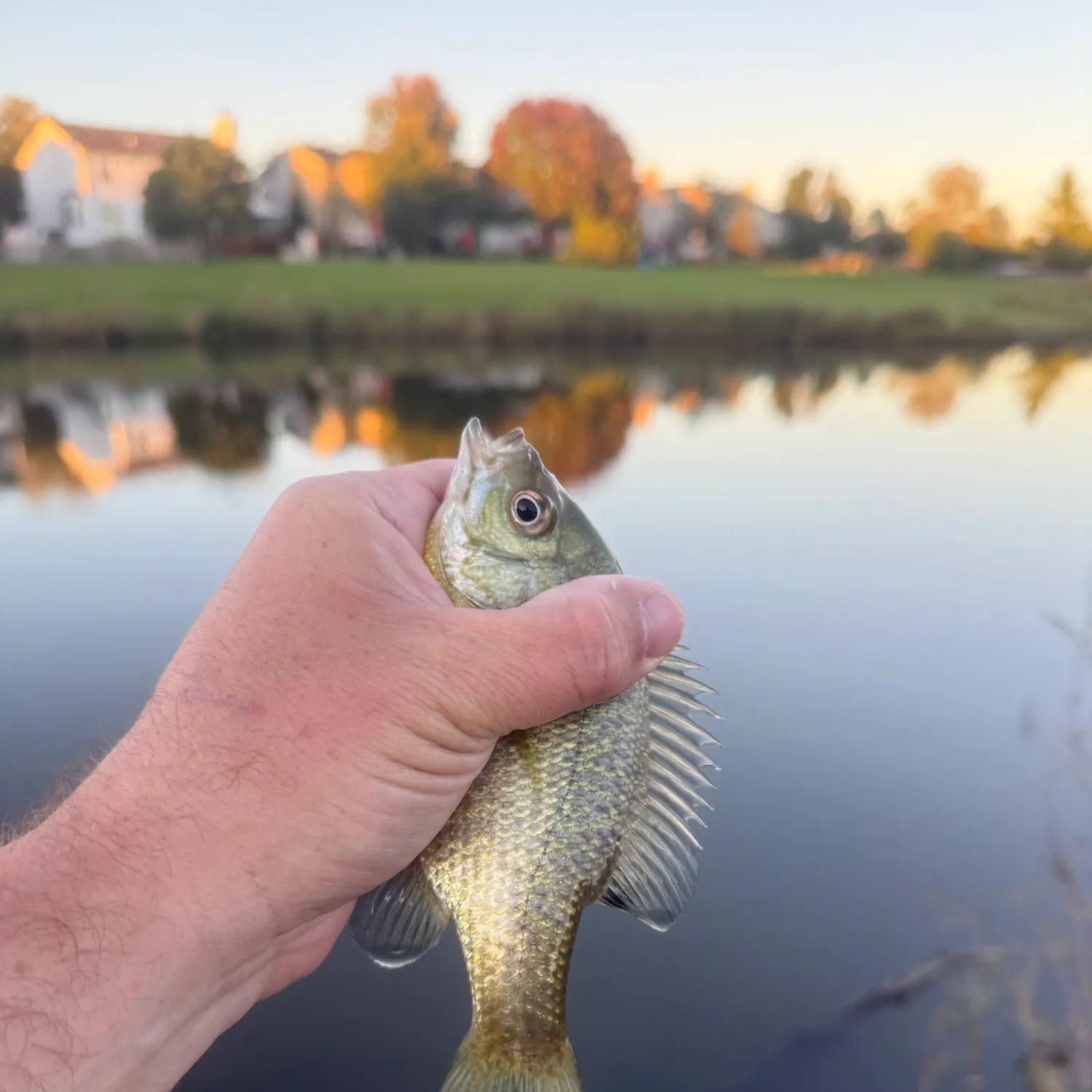 Bluegill caught on Fishbrain