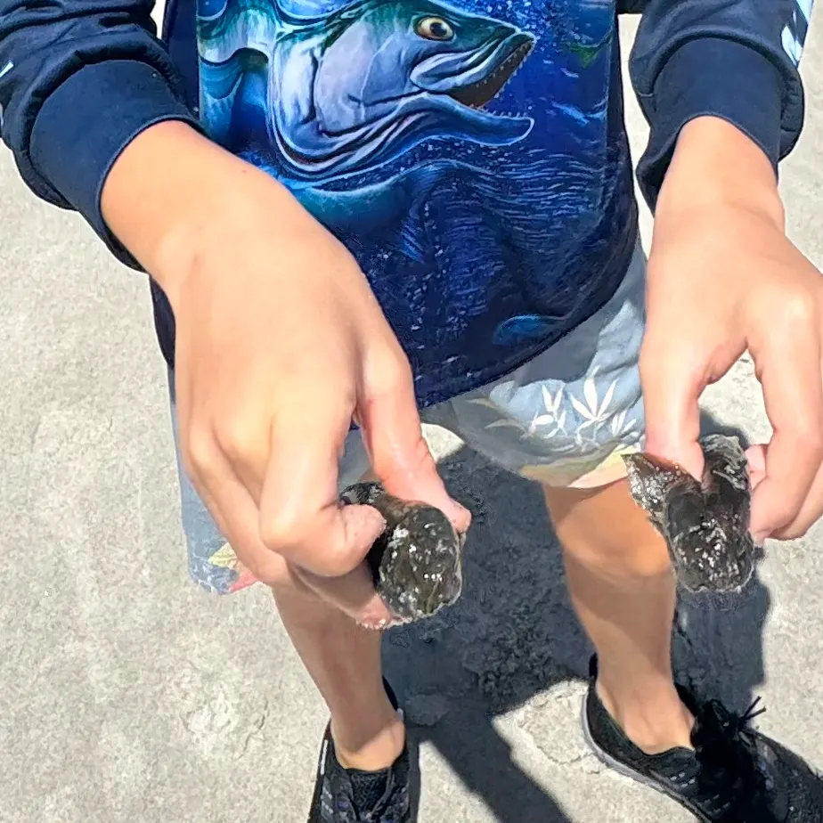 The most recent Shanny catches on Fishbrain