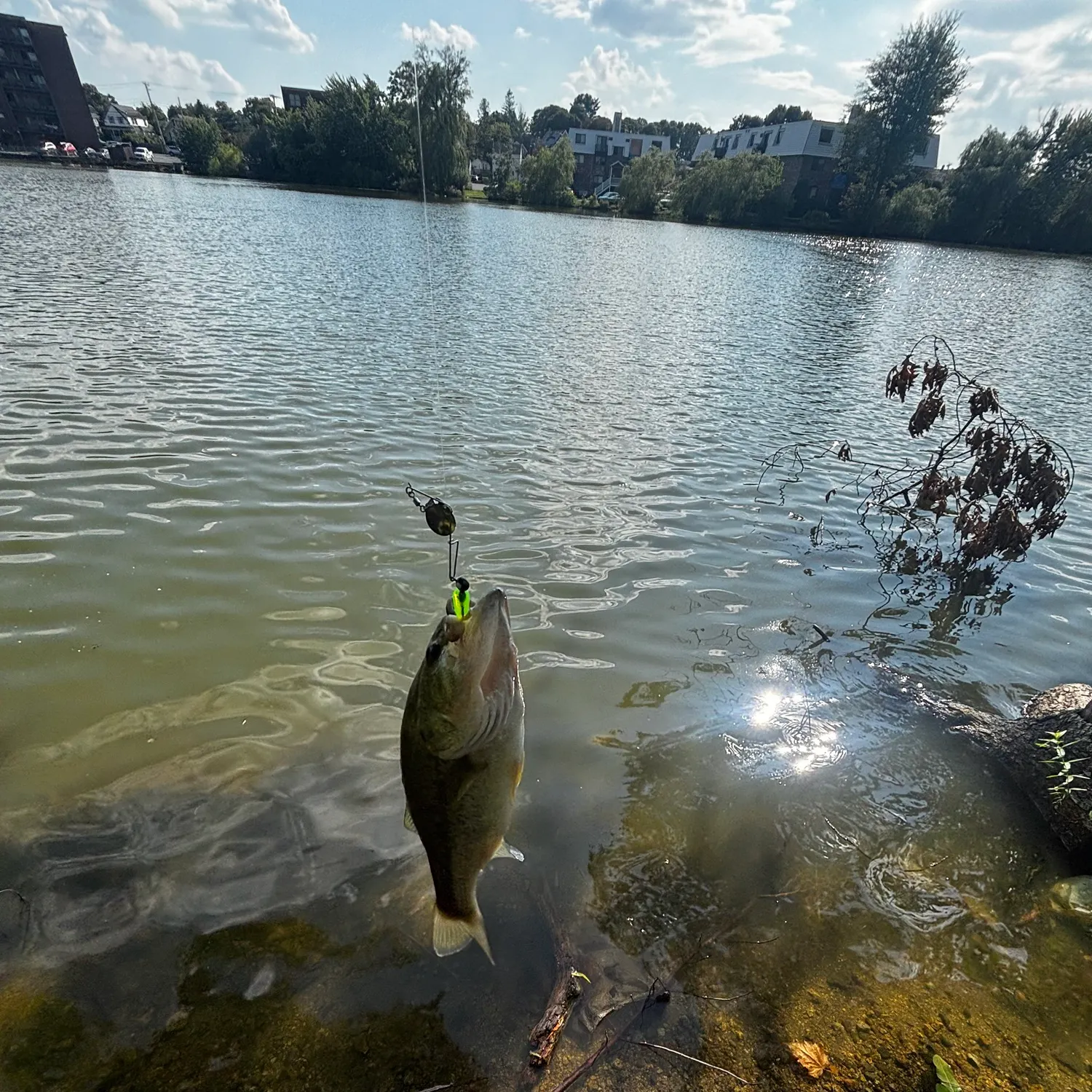 Largemouth bass caught on Fishbrain