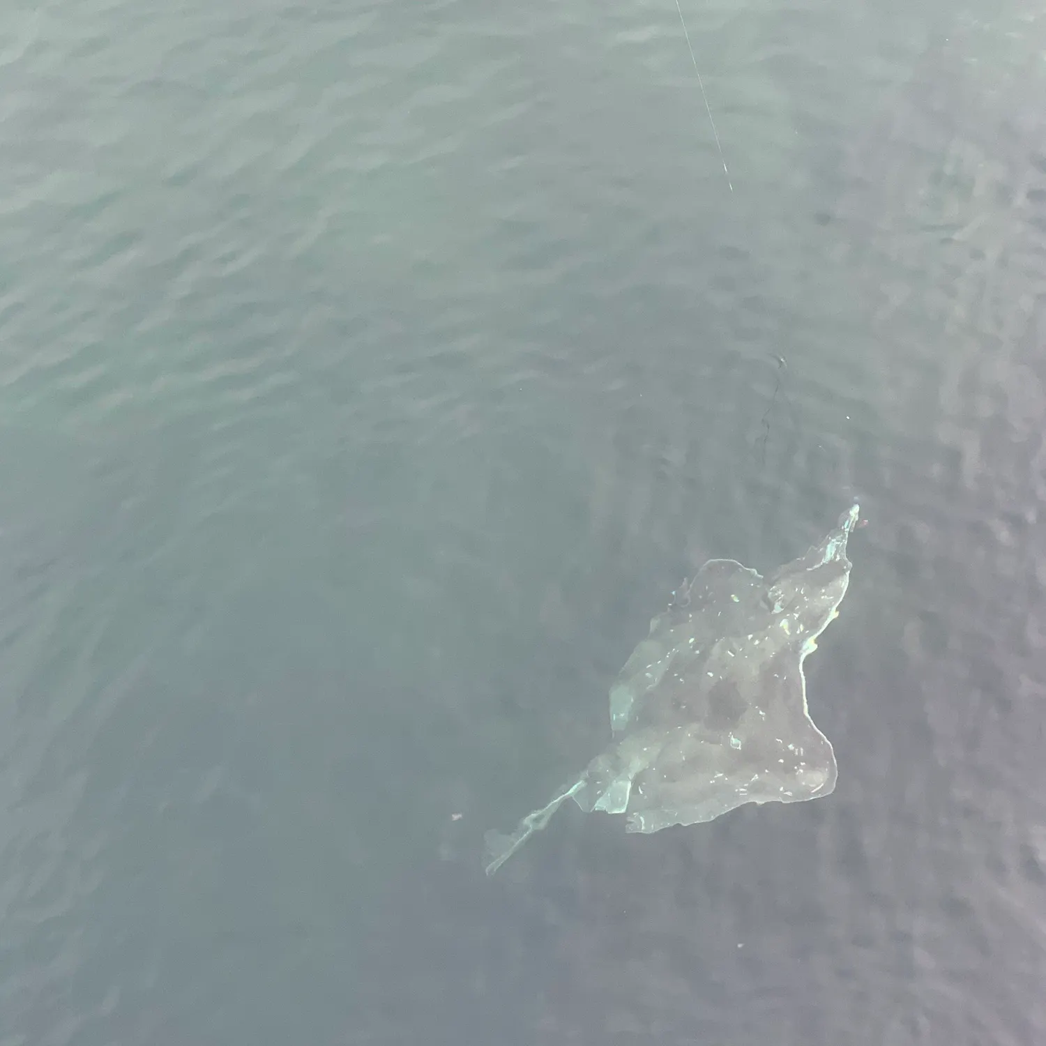 Short-tail stingray caught on Fishbrain