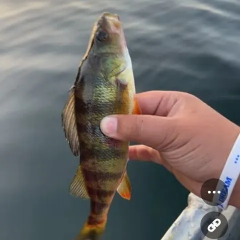 Yellow perch caught on Fishbrain