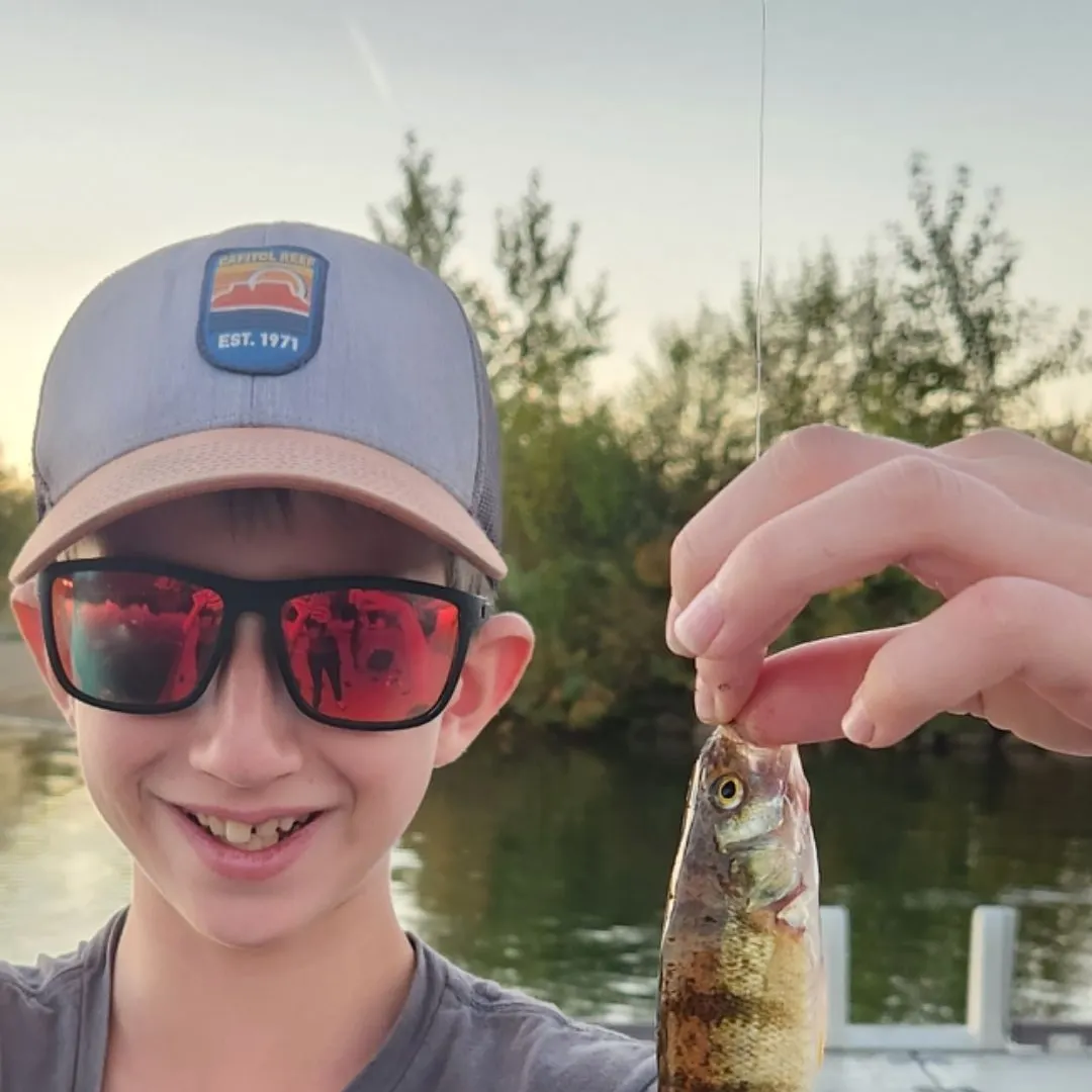 Yellow perch caught on Fishbrain