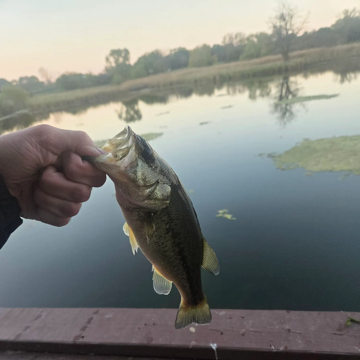 Smallmouth bass caught on Fishbrain