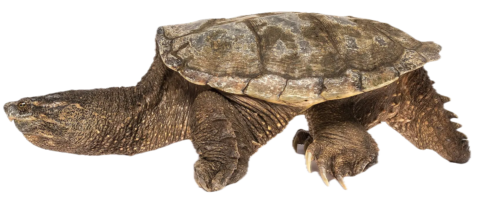 Common snapping turtle