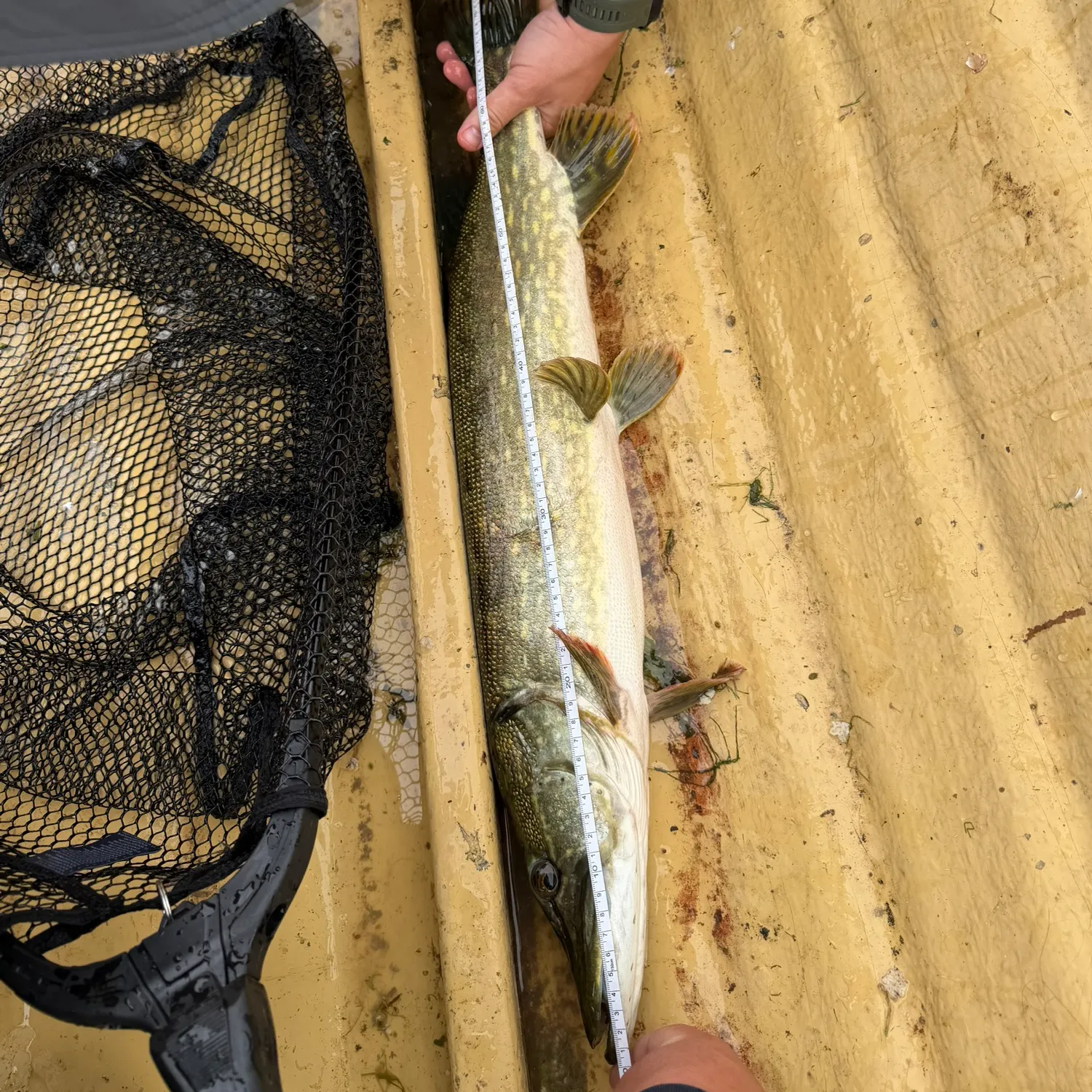 Northern pike caught on Fishbrain