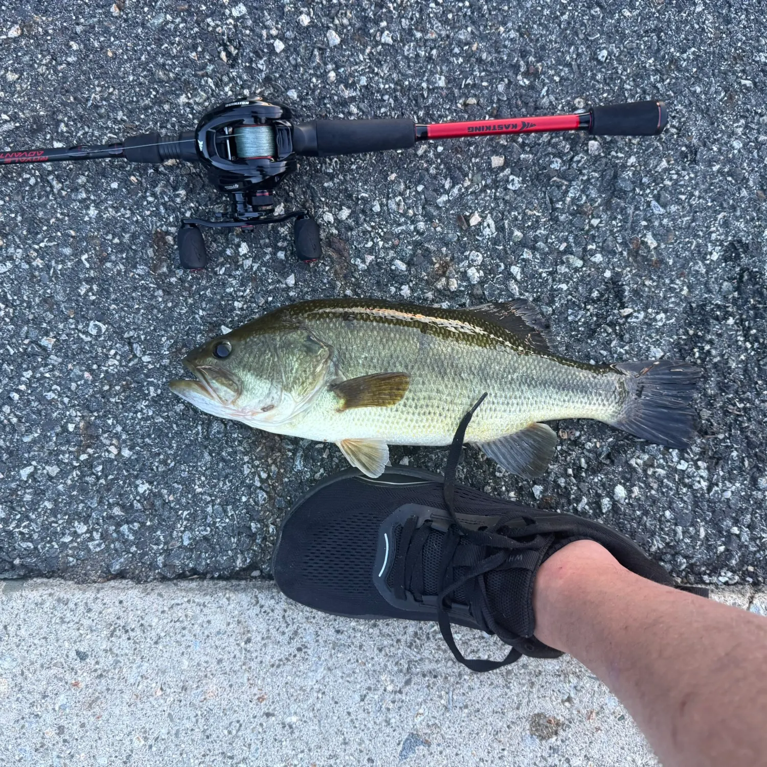 Largemouth bass caught on Fishbrain