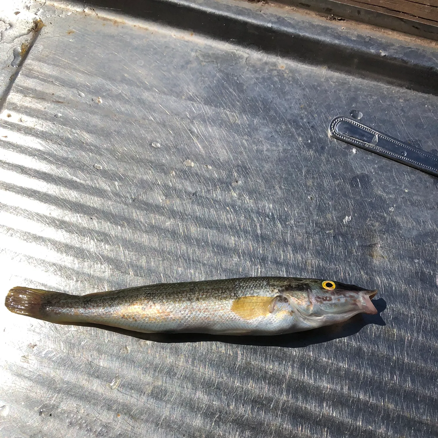 The most recent Blue weed whiting catches on Fishbrain