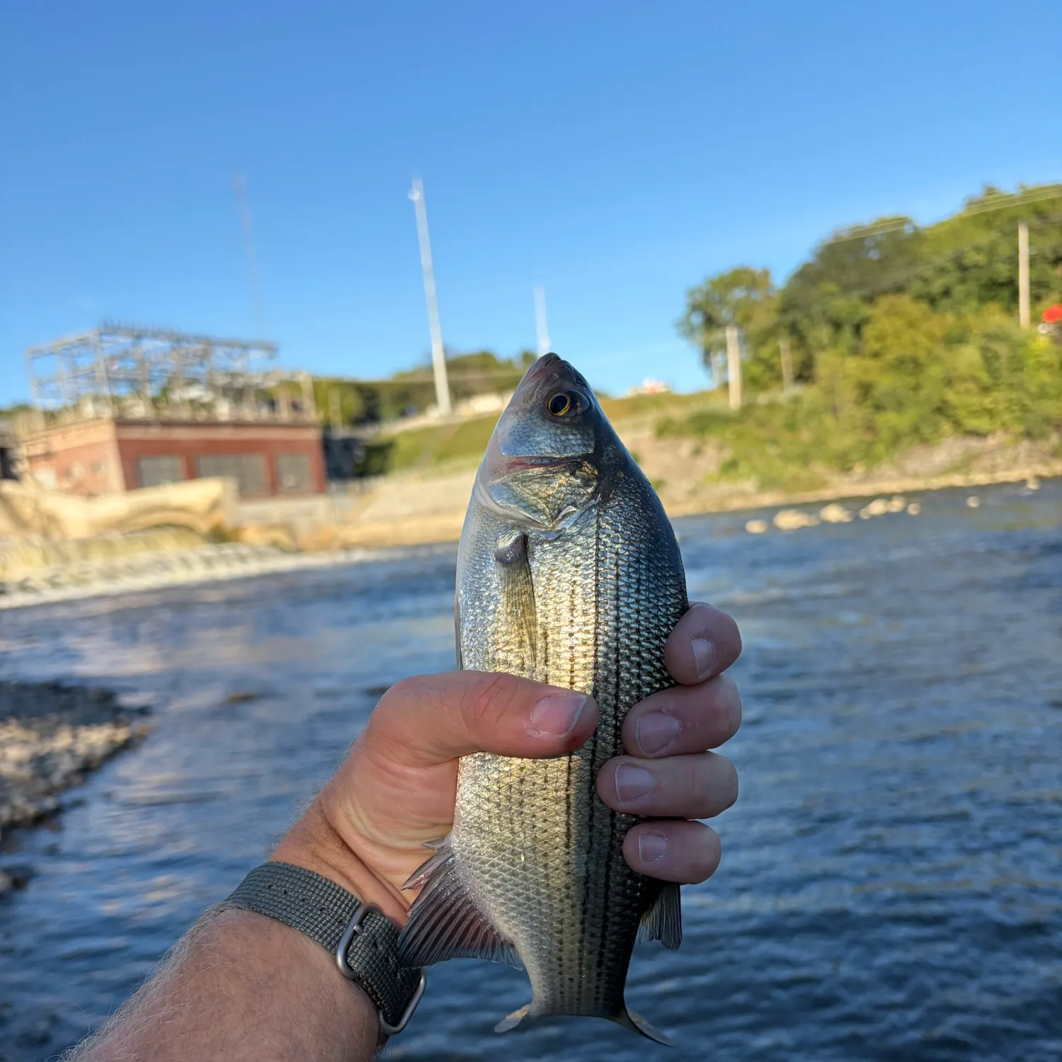 White bass caught on Fishbrain
